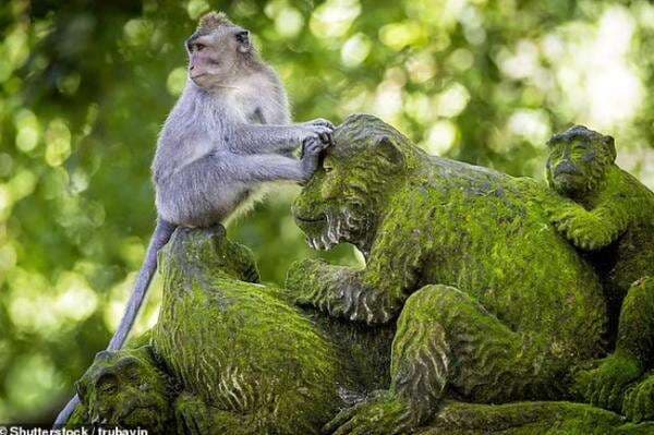 Monyet di Bali Menginternasional Gegara Mainan Seks dengan Batu