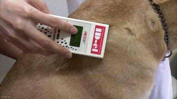 Jepang Membuat Undang-Undang Mencengangkan! Untuk Apa, Hewan Peliharaan Diwajibkan Memakai Alat Canggih Mini Ini?