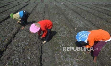 In Picture: Menanam Bawang Merah Saat Kemarau