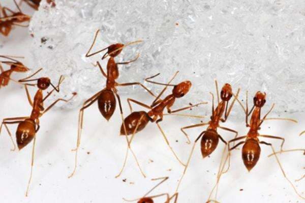 Serangan Semut Gila Kuning Picu Kekacauan di Desa-desa India