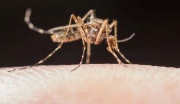 5 Tips Mengatasi Gigitan Serangga, dari Ringan hingga yang Berat