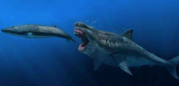Fakta Baru Megalodon: Bisa Telan Hiu Putih Raksasa Sekali Hap