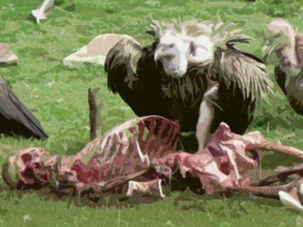 Video Ritual 'Pemakaman Langit' di Tibet: Jasad Manusia Dipotong dan Jadi Makanan Burung