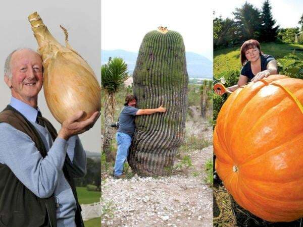 Penampakan Buah dan Sayur Raksasa di Alaska, Lebih Besar dan Tinggi daripada Manusia