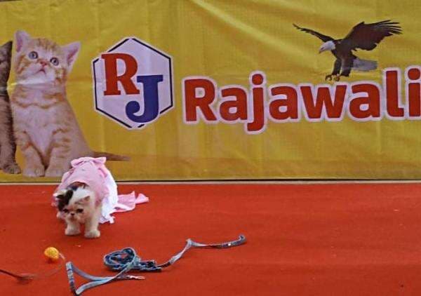 Peringati HUT RI ke-77, Puluhan Jenis Kucing Lakukan Peragaan Busana di Hotel Peringati HUT RI ke-77, Puluhan Jenis Kucing Lakukan Peragaan Busana di Hotel