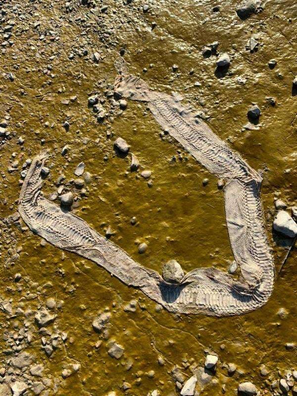 Kulit Ular Raksasa Ditemukan, Sungai Thames Disinyalir Jadi Sarang Kerabat Titanoboa