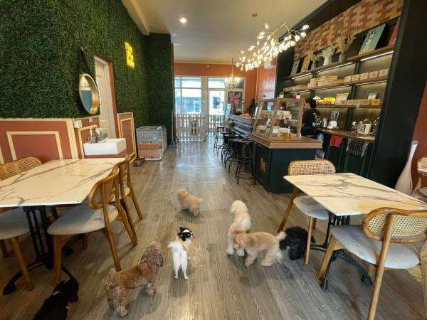 The Woofgang Siapkan Anjing Lucu, Bisa Diajak Bermain dan Bermanja oleh Pengunjung