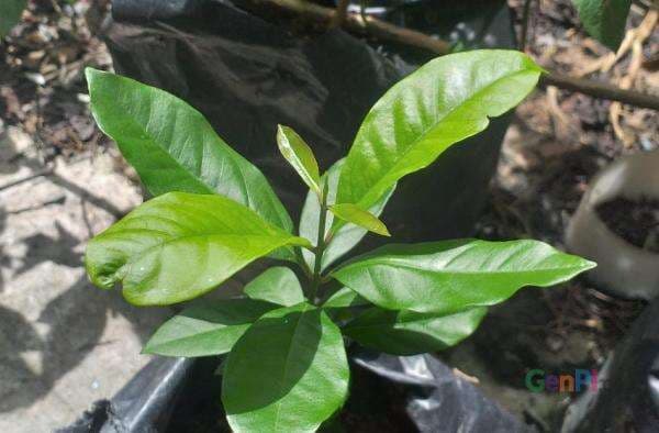 Manfaat Daun Salam Bisa Turunkan Kolesterol, Begini Cara Mengolahnya