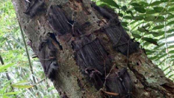 Pohon Kuburan Bayi di Toraja