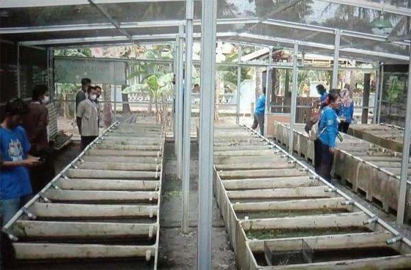 Bisnis Ternak Ikan Hias di Bantul Menggiurkan, Omzet Bulanan Capai Rp60 Juta