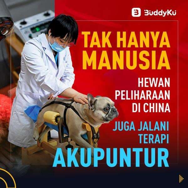 Tak Hanya Manusia  Hewan Peliharaan di China  Juga Jalani Terapi Akupuntur 