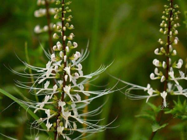 10 Macam Tanaman Obat Paling Dicari, Banyak Manfaatnya!