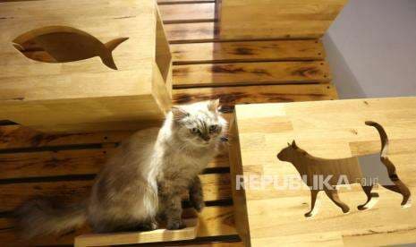 Hotel Khusus Kucing di Paris Kembali Laris Manis