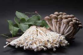 Usaha Budidaya Jamur Tiram di Rumah Dijamin Berhasil, Ikuti Cara Mudah Ini!