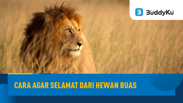 Angkat Tema Hewan Buas di film Beast, Berikut Cara Menyelamatkan Diri dari Hewan Buas