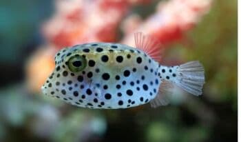 5 Jenis Ikan yang Berbahaya Bagi Tubuh Jika Dikonsumsi, Ada yang Mengandung Merkuri Tinggi!