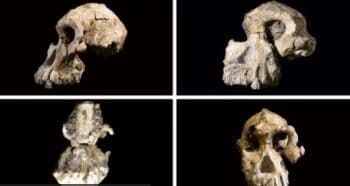 Tengkorak Kera Berusia 3,8 Juta Tahun Ditemukan, Debat soal Asal-usul Manusia Makin Panjang