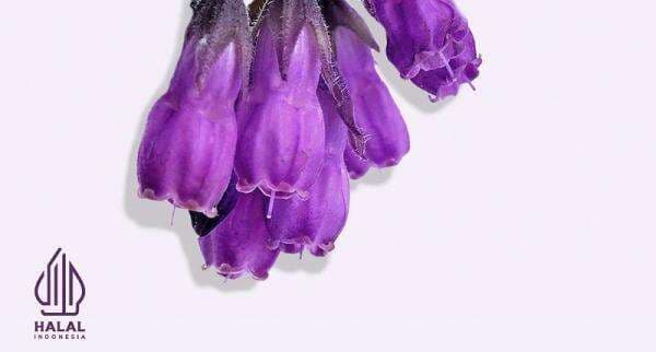 Mengenal Allantoin, Bahan Alami yang Halal untuk Kosmetik