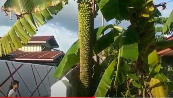 Heboh ! Pohon Pisang Bertandan Panjang hingga 1.000 Sisir. Warga Nunukan Ramai-Ramai Selfie