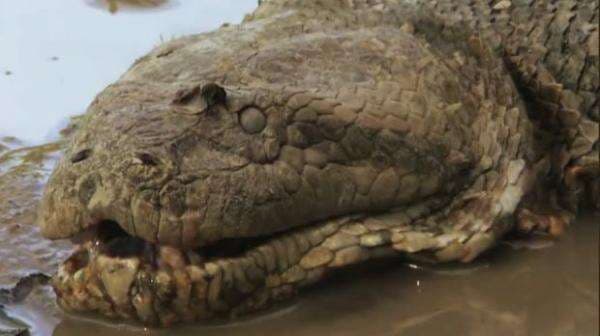 7 Ular Paling Langka di Dunia dan Kemunculannya Ditakuti Banyak Orang