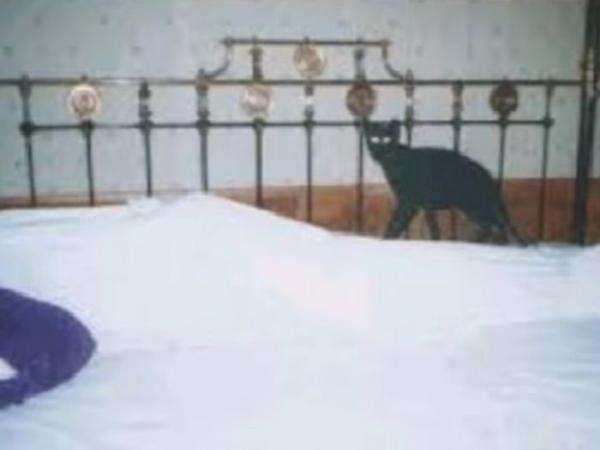 Konon Katanya Mayat yang Dilangkahi Kucing Hitam Bisa Bangkit dan Hidup Kembali, Apa Iya? Konon Katanya Mayat yang Dilangkahi Kucing Hitam Bisa Bangkit dan Hidup Kembali, Apa Iya?