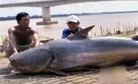 Deretan 5 Hewan Raksasa yang Pernah Tertangkap Manusia