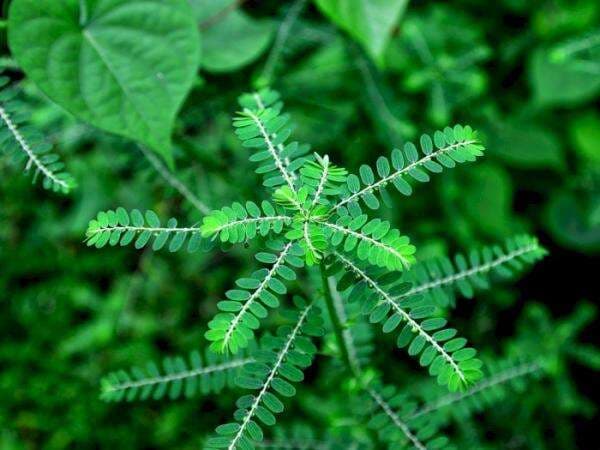 Daun Meniran: Manfaat, Efek Samping, dan Cara Mengolahnya