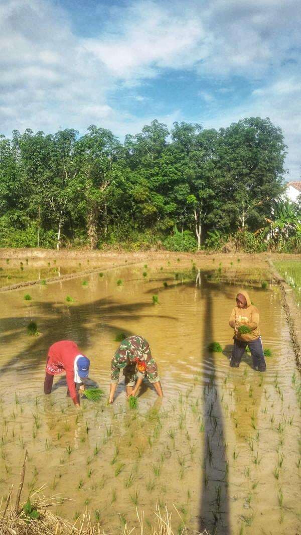 Anggota TNI di Way Kanan Ini Turun ke Sawah, Ada Apa?