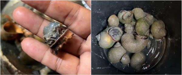 Jangan sampai salah, ini cara masak keong sawah agar aman dikonsumsi