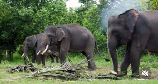 Mengenal Camp ERU, Wisata Edukasi di Lampung sambil Interaksi dengan Gajah
