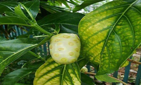 3 Manfaat Mengkudu untuk Pasien Diabetes, Gula Darah Merosot