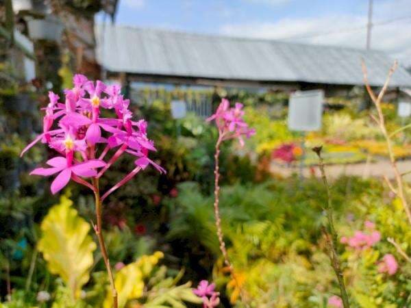 Pasar Wisata Bunga Sekar Mulyo, Pusat Tanaman Hias di Batu Harganya Murah Banget!
