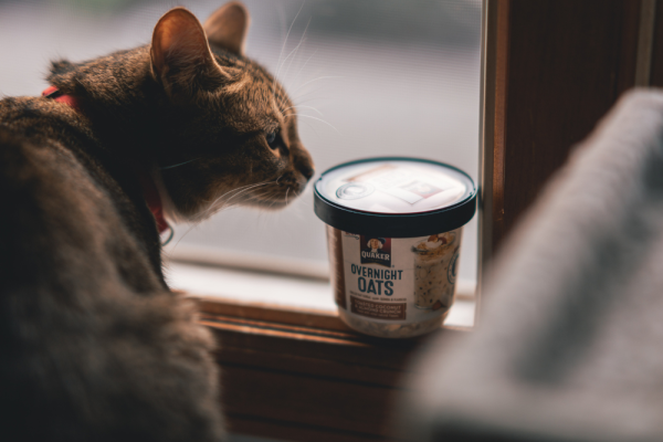 13 Rekomendasi Makanan Kucing Terbaik