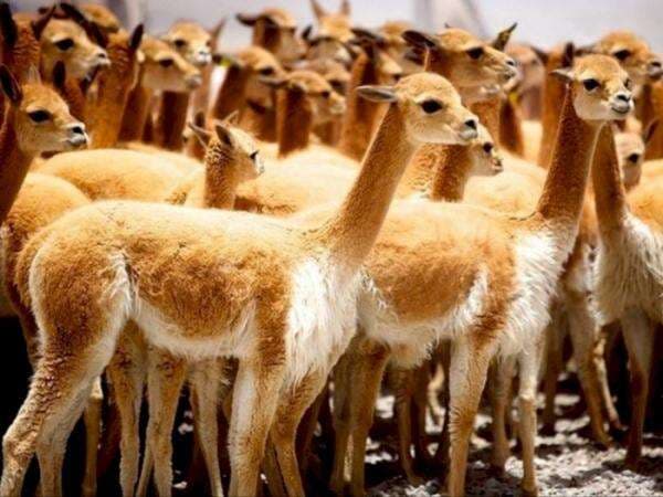 Bukan Domba, Hewan Ini yang Mampu Hasilkan Wol Termahal di Dunia, Hidup di Peru