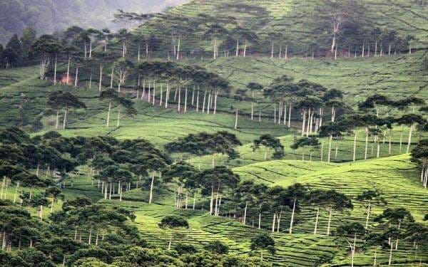 Liburan ala Petualangan Sherina di Bandung Selatan, Tempat Wisata dengan Pemandangan Indah dan Sejuk
