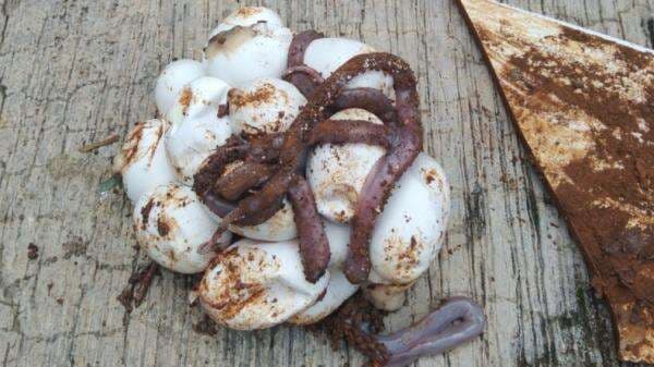 Belasan Telur dan Anak Ular Kobra Ditemukan di dalam Lubang Rumah Kosong