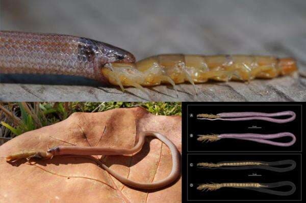 `Naga` Bermahkota Ditemukan Mati Tersedak Kelabang Raksasa