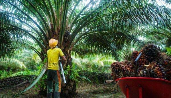 Ternyata, Minyak Sawit Bisa Jadi Bahan Baku Pembuatan Tinta Lho!
