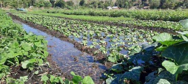 Air Meluber di Kebun Sayur, Warga Kapuaratu Sumba Timur Tumpahkan Kekesalan ke Dunia Maya
