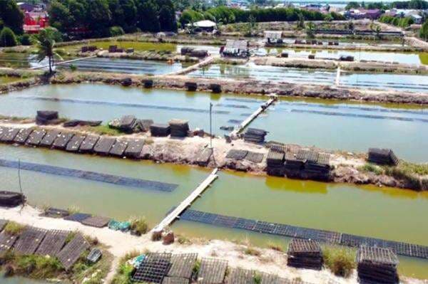 Tinggi Peminat, Kepiting Soka Dari Langkat Jadi Andalan Ekspor