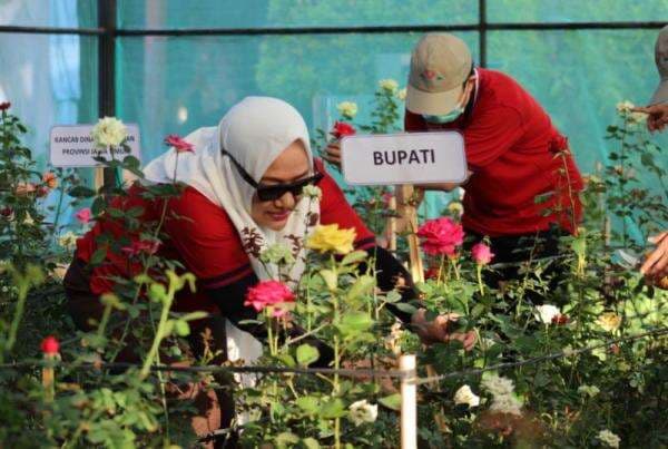 Asyik! Bojonegoro Kini Punya Taman Bunga Mawar,  Hadirkan Beragam Varietas