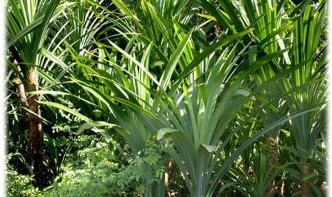 Akademisi: Tanaman Pandan Laut Dapat Dimanfaatkan Menahan Abrasi Pantai