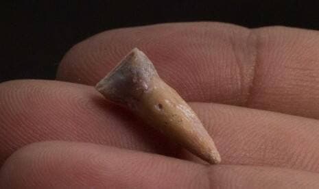 Arkeolog Georgia Temukan Gigi Manusia Purba Berusia 1,8 Juta Tahun