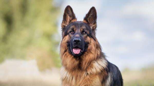 7 Hewan Paling Kaya di Dunia, Ada yang Punya Kekayaan Triliunan Rupiah