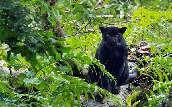 Macan Kumbang Turun Gunung, Serang Tiga Warga di Sumedang
