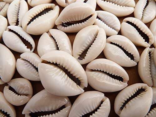 Unik Banget! Sebelum Ada Uang, Orang Pakai Kerang Jenis Cowry sebagai Alat Pembayaran