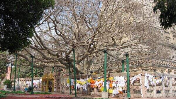 Kesimpulan Unsur Cerita Pendek Pohon Keramat dan Penjelasan Lengkap