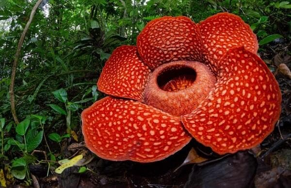 Bunga Bangkai atau Rafflesia Arnoldi, Apa Bedanya? Ini Karakteristik dan Manfaatnya Lengkap