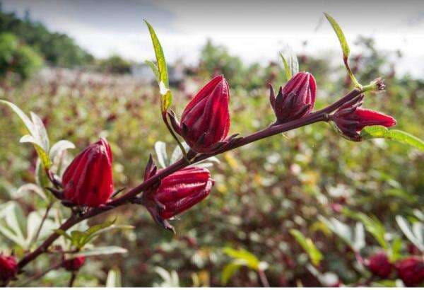 Ketahui Manfaat Si Merah Bunga Rosella Bagi Kesehatan
