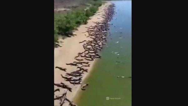 Merinding, Wilayah Mirip Pantai Ini Didatangi Ribuan Buaya untuk Berjemur